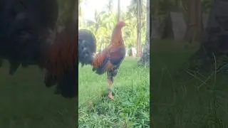 ylh