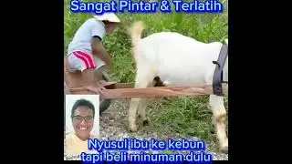 bantu ibu berkebun