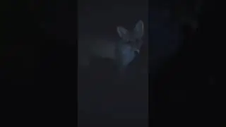 🔥Встреча с бешеной лисой в лесу ночью 