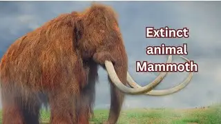 Essay on Extinct animal Mammoth /10 lines on Mammoth #mammoth #extinctanimals #iceage