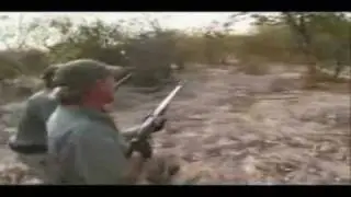 Lion Attacks Man
