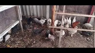 Цыплята какие же лучше из под квочки или инкубатора.