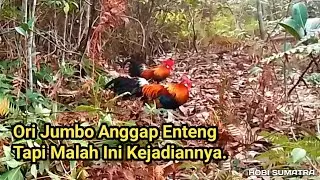 Ayam Pikat Langsung lumpuhkan Ori
