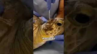 Shellfish on turtles 