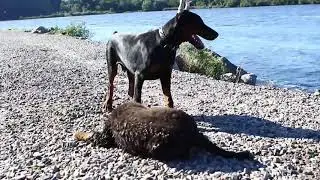 NERO STRONG 7 months`