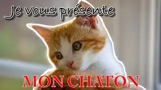 J'ai un CHATON