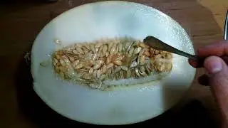Дыня проросла сама в себя!!!