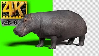 Hippopotamus | Animals 3D Animation | Short film on Green Screen  - Footage 4K