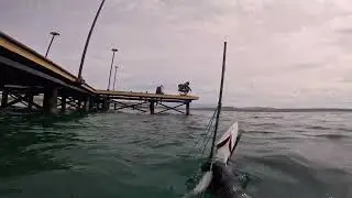 Jornada de pesca submarina en bani RD - pescasub 2024 BARRACUDA x lisa x PARGO x chopa