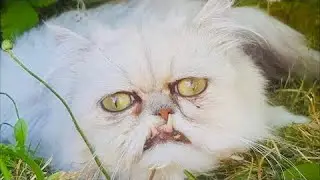 Кошка уже не могла есть и пить, но при виде девушки замурлыкала из последних сил, история до слёз