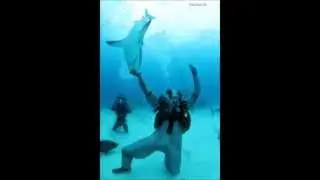 Shark Whisperer