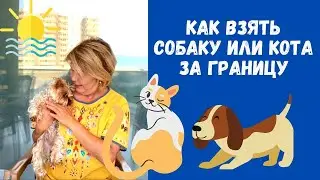 Что нужно для перевозки любимого питомца за границу 🐶🐱