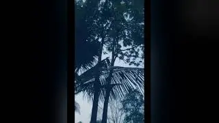 GETAH BATANG PELAIK , menyembuhkan panas turun anak / KURA' . InsyaAllah ...