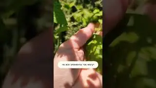 Не Обрезаю Листья растениям 