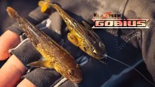 The New Pre-Rigged GOBIUS
