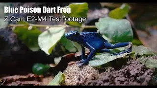 Blue Poison Dart Frog (Z Cam E2-M4 Test footage)