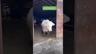 ФЕРМА....БЫЧКИ...