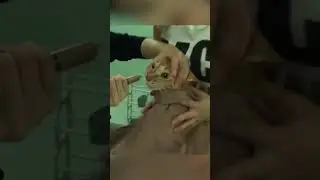 Cat refused to eat for 20 days... the reason brought everyone to tears 😢🐱