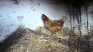 huhn gacker