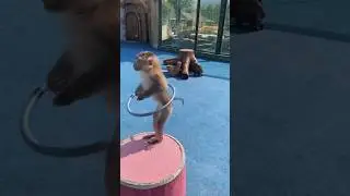 Monkey Funny video 🤣😂 #shorts #funny#viralshorts  #animals #viral