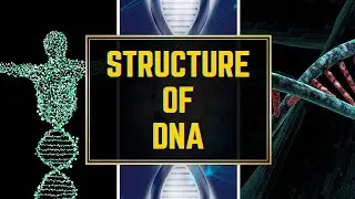 Structure of DNA 🧬 (Deoxyribonucleic acid) 