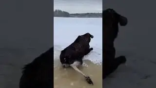 Такой большой, но такой беспомощный! Хорошо что рядом оказались люди и вытащили из ледяной полыньи.
