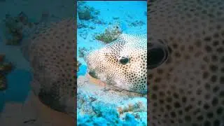 Звёздчатый аратрон 3