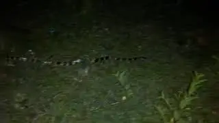 Bandet krait or sakhamuti