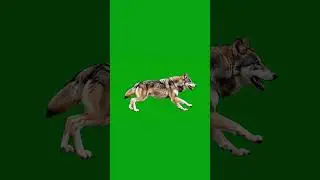 Wolf  Running Green Screen Effect 