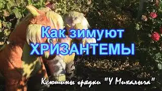О ПОЗИТИВНОМ. Как зимуют хризантемы.