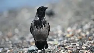 Nikon Z6 II / 300mm F4 Video Test