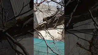 Кішка рада весні! he cat is happy about spring! #shortvideo #shorts #cat #spring #кошка #весна