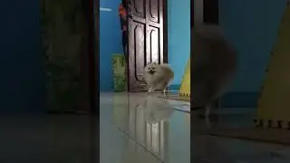 Hide and Seek Gone Wrong with my Pomeranian 😌😝