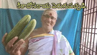 #కీరాదోసకాయపెరుగుపచ్చడి