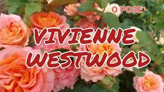 Лучшая флорибунда Vivienne Westwood.