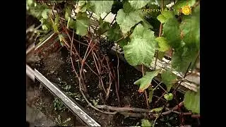 Об уходе за виноградом в Сибири -подробный рассказ опытного виноградаря Светланы  Ильиной