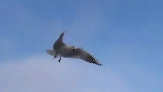 Seagulls 3D VR 180 4K
