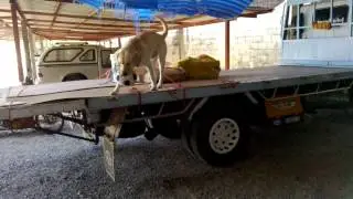 ลาเต้โดดขึ้นรถบรรทุก