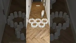 Catlympics 2024👀