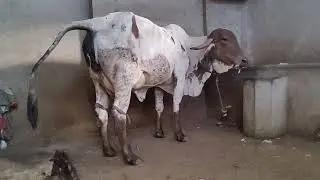 Gir liladi cow giving birth of male calf