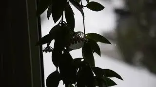 Hoya gracilis in bloom March 2023