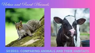 Comparing Urban and Rural Animals