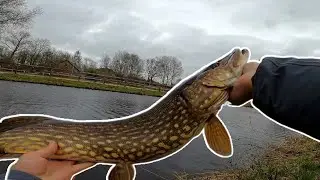 Polder PIKE FISHING in the Netherlands 🇳🇱