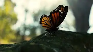 Butterfly asset in Houdini 20.5, procedural modeling render in Redshift, Rigging, animation, fur sim