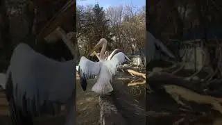 Розовый пеликан | Great white pelican (лат. Pelecanus onocrotalus) LC
