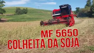 COLHEITA DA SOJA MF 5650!