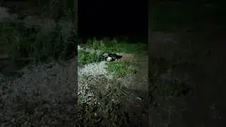Хромуля очередная жертва собачей свадьбы.