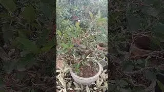 BONSAI MURBEI GILA BENER#shots