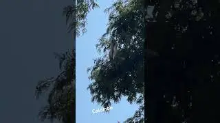 Обычный день в Коломбо🤷🏼‍♂️