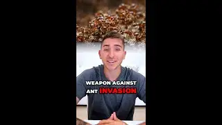 Say Bye-Bye To Ants!